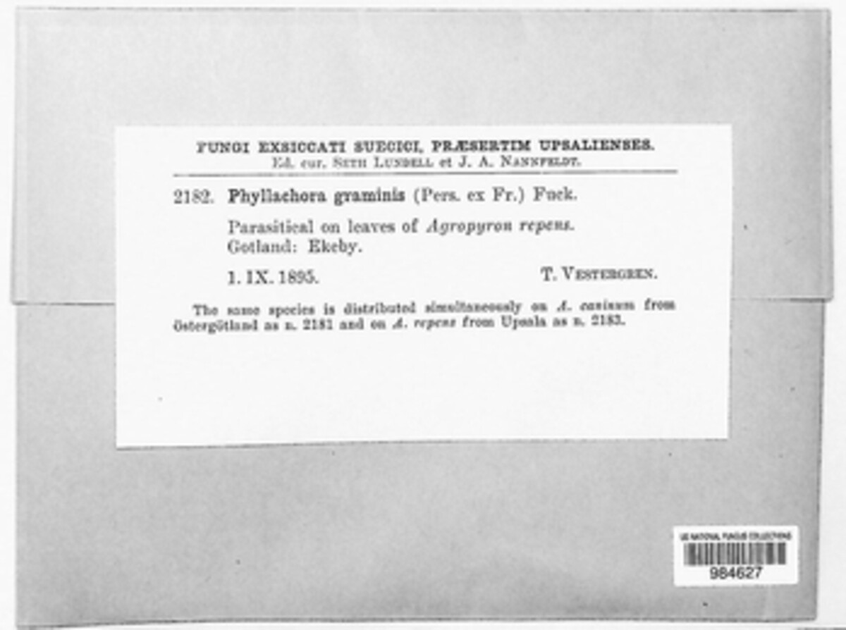 Phyllachora graminis image